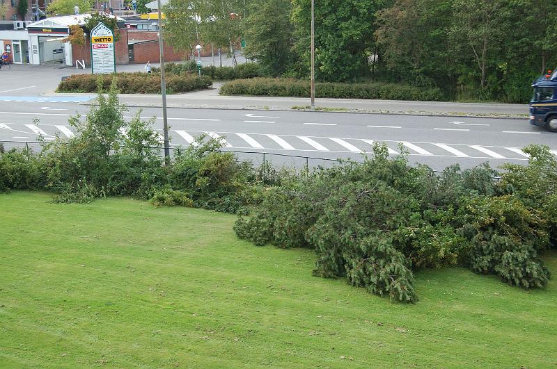 2008-09-15 Motorsavens hærgen langs vestbuen 2